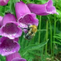 Bee On Foxglove, 6th June