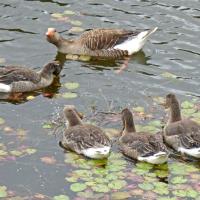 Greylags, 6th June