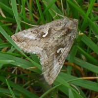 Silver Y moth, 1st July