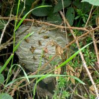 Wasp Nest, 1st July