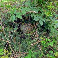 Wasp Nest In Hedgerow, 1st July