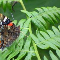 Red Admiral, 1st July