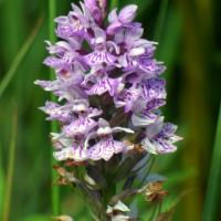 Common Spotted Orchid, 21st July, Baildon