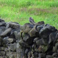 Little Owl, 21st July, Baildon