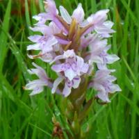 Common Spotted Orchid, 4th August