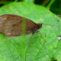 Meadow Brown, 4th August