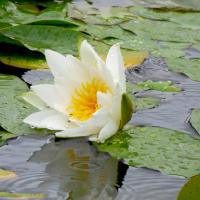 Water Lily, 18th August
