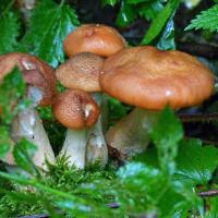 Fungi, 6th October, Heaton Woods