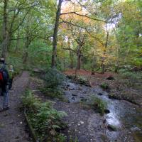 The Woods, 6th October, Heaton Woods
