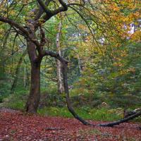 A Hardy Tree, 6th October, Heaton Woods