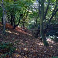 Cunnery Wood, 20th October