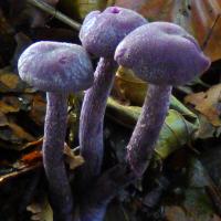 Amethyst Deceiver, Cunnery Wood, 20th October