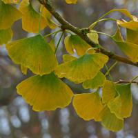 Gingko Leaves, Devonshire Park, 3rd November 2020