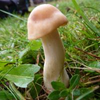 Meadow Waxcap, St Chad's, 2021