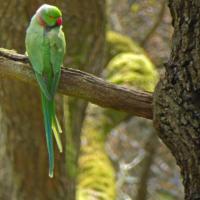 Ring-necked Parakeet, 27th April 2021