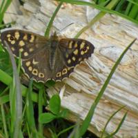 Speckled Wood, 27th April 2021