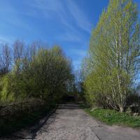Primrose Lane, 7th April