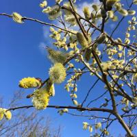 Pussy Willow, 7th April