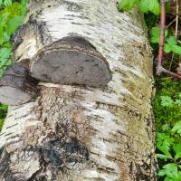 hoof fungi, on a fallen birch trunk