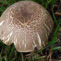 Blushing Wood Mushroom