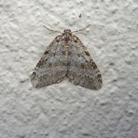 Autumnal Moth Sp. 