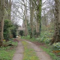 Avenue Of Trees Leading To Rawdon Hall, 31st March