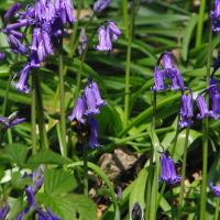 bee in bluebell