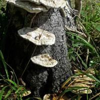 Bracket Fungi, 22nd September, Esholt