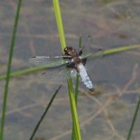 Broad Bodied Chaser, Wood Meadow Trust, 13 June 23