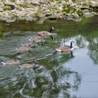 Canada Goose Family, 9th June