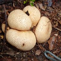 Common Earthball, 8th September, Prince Of Wales Park
