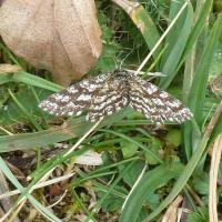 Common Heath Moth, 26th May, Ben Rhydding