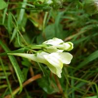 Common Toadflax, 18th August