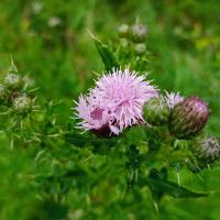 Creeping Thistle, Low Moor Sites, 20th June 2023