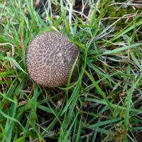 Dusky Puffball, 8th September, Prince Of Wales Park