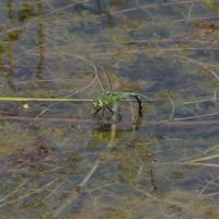 Emperor dragonfly ovipositing
