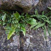 Fern Competition