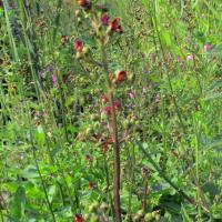Figwort, 11th August