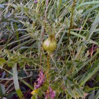Gall On Thistle