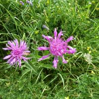 Greater Knapweed, 18th August