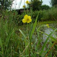 Greater Spearwort, 18th August