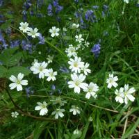 Greater Stitchwort, 20th May