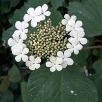 Guelder Rose, 20th May