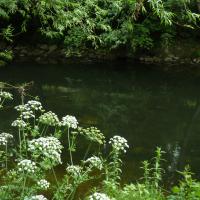 Hemlock Water Dropwort, Denso, 9th June