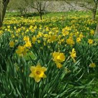 WFV daffodils at Sizergh