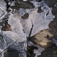 Leaves beneath a frozen puddle