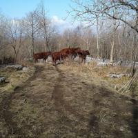 March 2018, Red poll cows