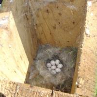 Inspection of Blue Tit nest