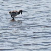Avocet Chick Going It Alone