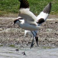 Scrapping Avocets